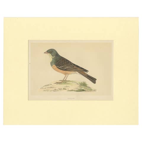 Antique Bird Print of Ortolan