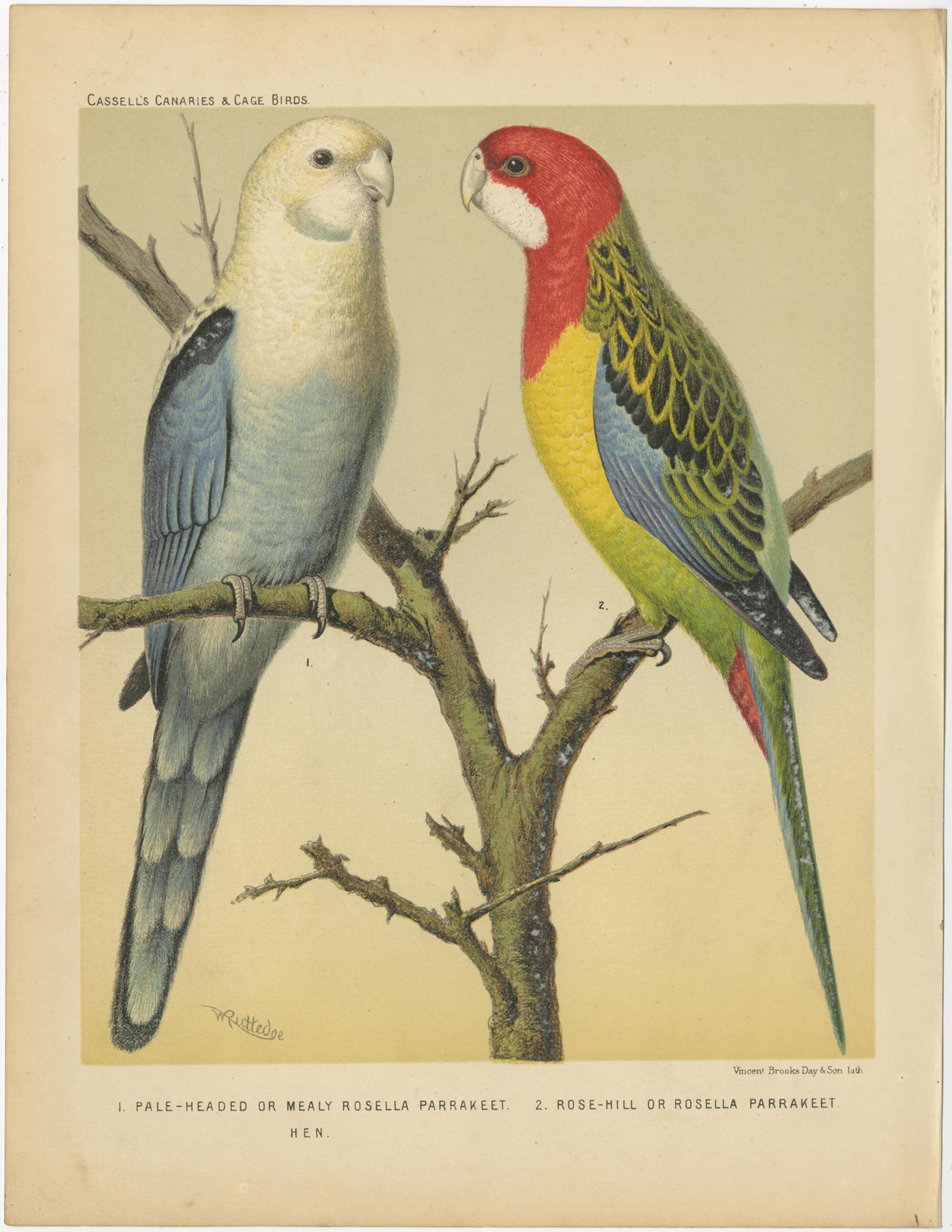 Antique bird print titled '1. Pale-Headed or Mealy Rosella Parrakeet. 2. Rose-Hill or Rosella Parrakeet.' Old bird print depicting the pale-headed rosella (Platycercus adscitus), Rose-Hill or Rosella Parrakeet. This print originates from: