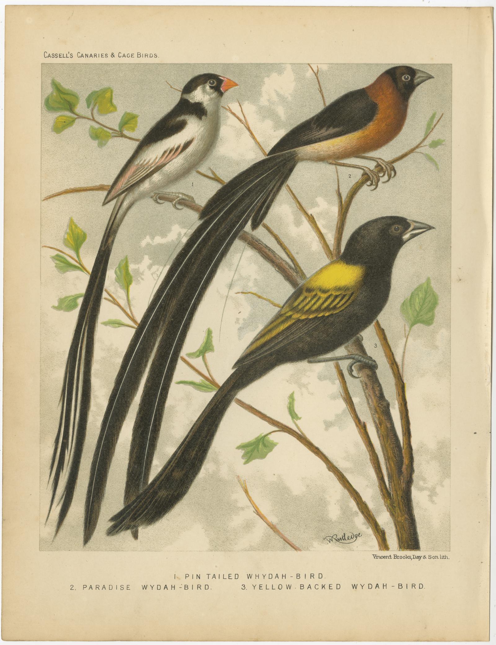 Impression ancienne d'oiseaux intitulée '1. Oiseau Whydah à queue d'épingle 2. Oiseau Wydah de Paradis 3. Oiseau Wydah à dos jaune'. Ancienne gravure d'oiseau représentant le Whydah-bird à queue d'épingle, le Wydah-bird de Paradis, le Wydah-bird à