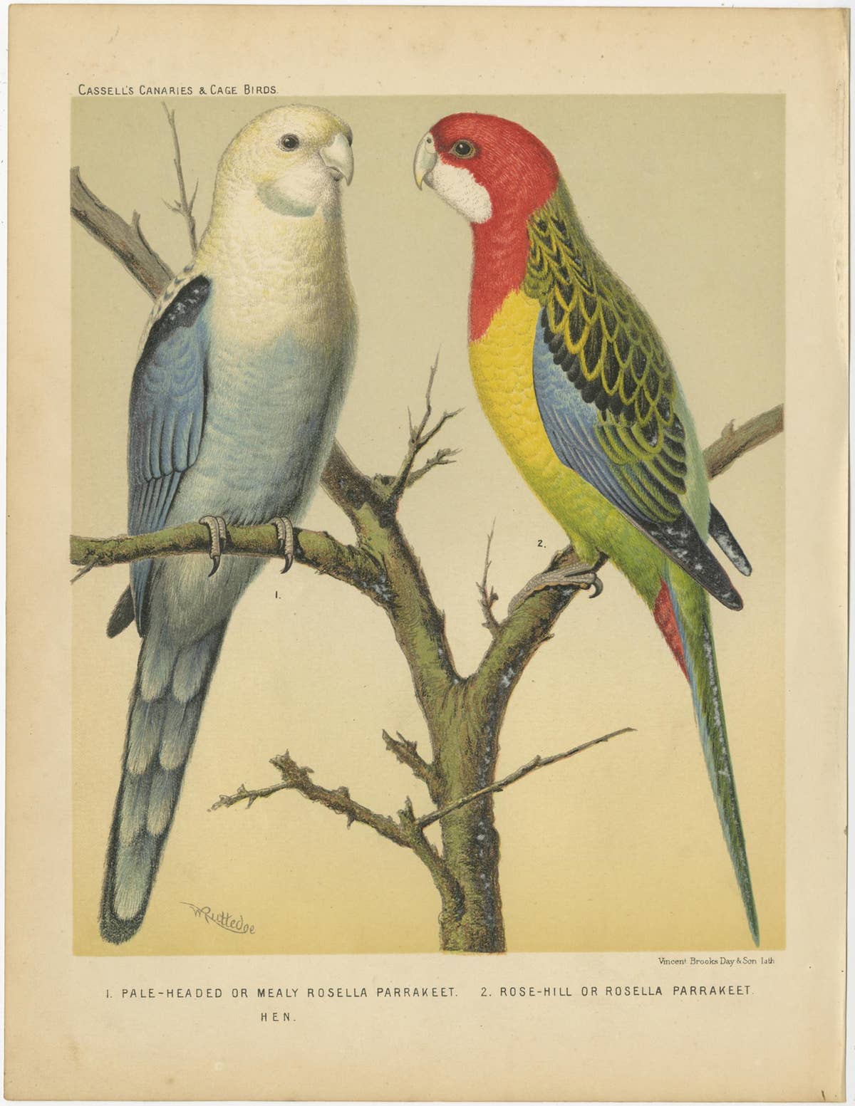 Antique Bird Print of Pale-Headed Rosella and Rosella Parrakeet, circa 1880