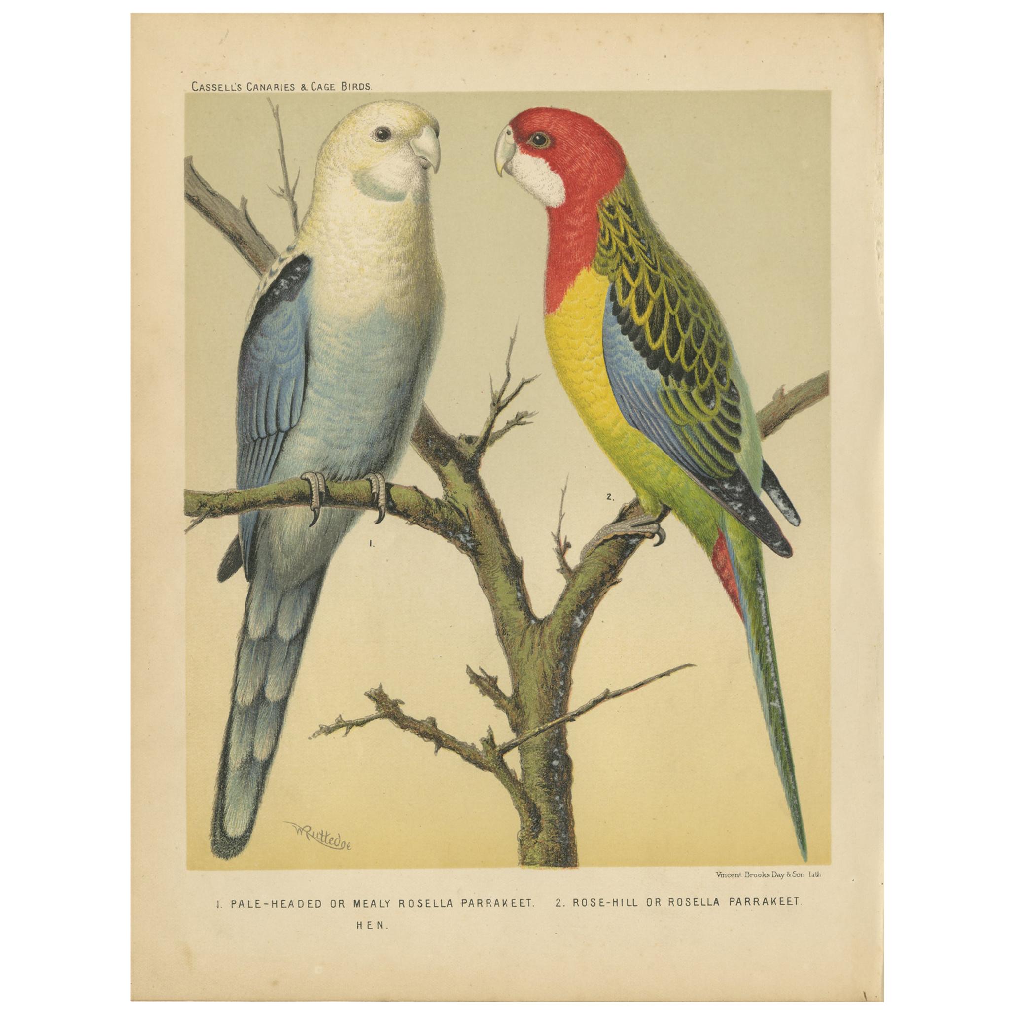 Grabado antiguo de pájaro rosella de cabeza pálida y periquito rosella, hacia 1880 en venta