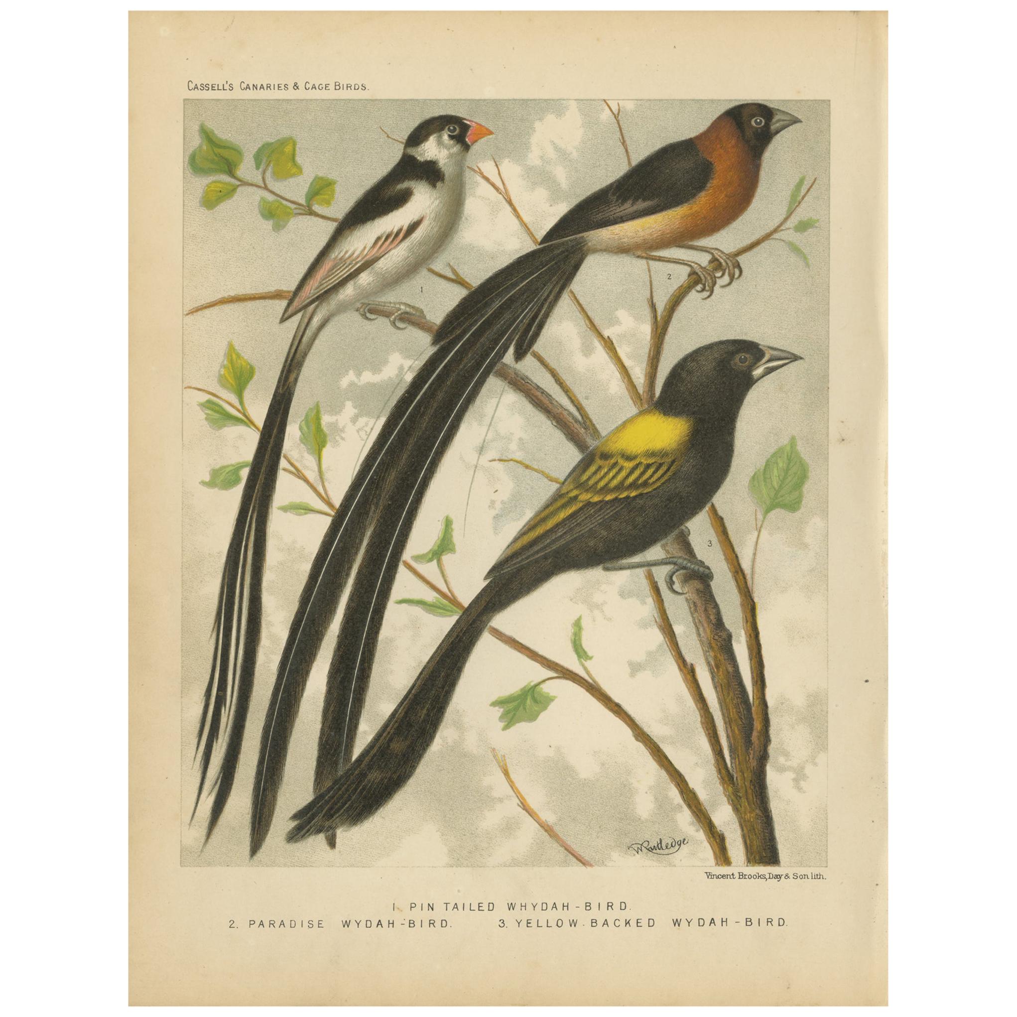 Tirage oiseau ancien de rosella et de rosella à perles pâles Parrakeet, vers 1880 en vente