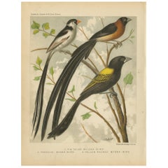 Tirage oiseau ancien de rosella et de rosella à perles pâles Parrakeet, vers 1880