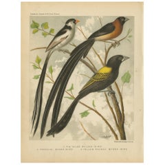 Grabado antiguo de pájaro rosella de cabeza pálida y periquito rosella, 'circa 1880'
