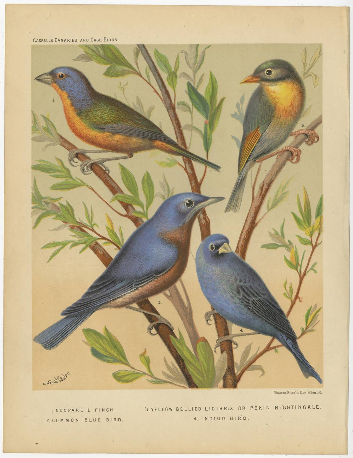 Antique Bird Print of Pin-Tailed Parrot Finch, Yellow Billed Leiothrix and Other