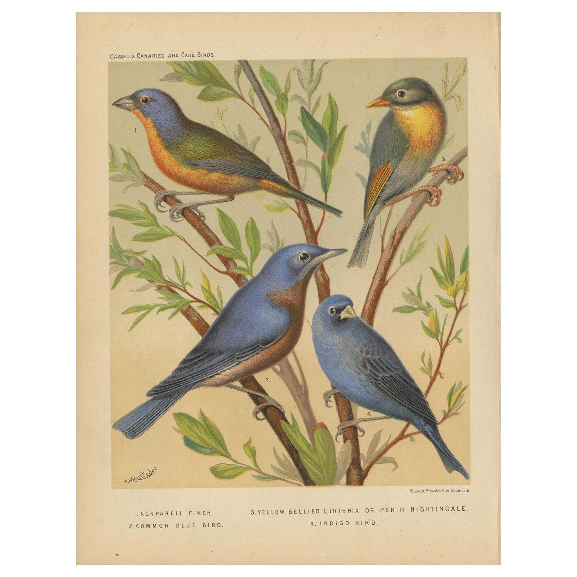Estampa antigua de pájaros de Pin-Tailed Parrot Finch, Yellow Billed Leiothrix y otros en venta