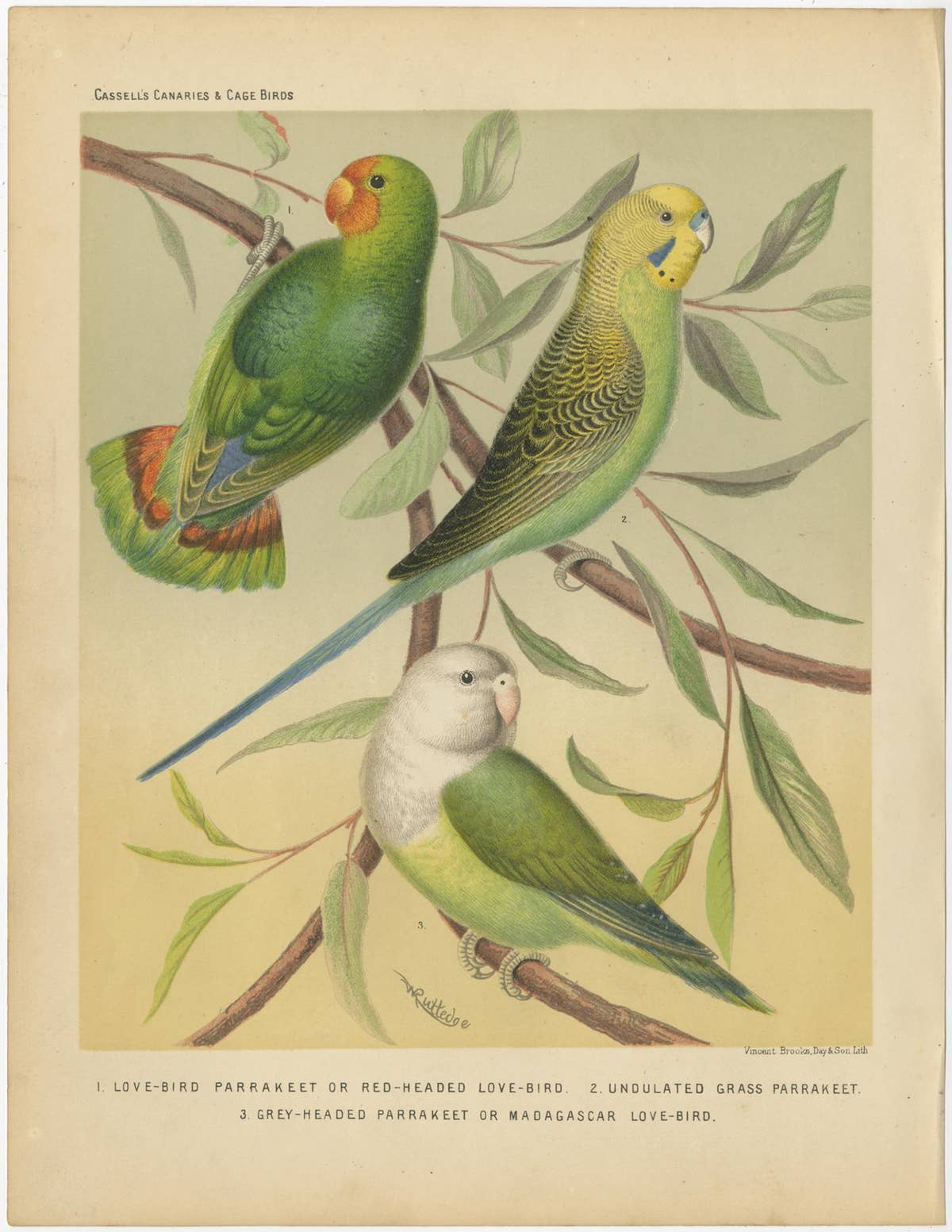 Antique Bird Print of Red-Headed Love-Bird, Undulated Grey-Headed and Parakeet