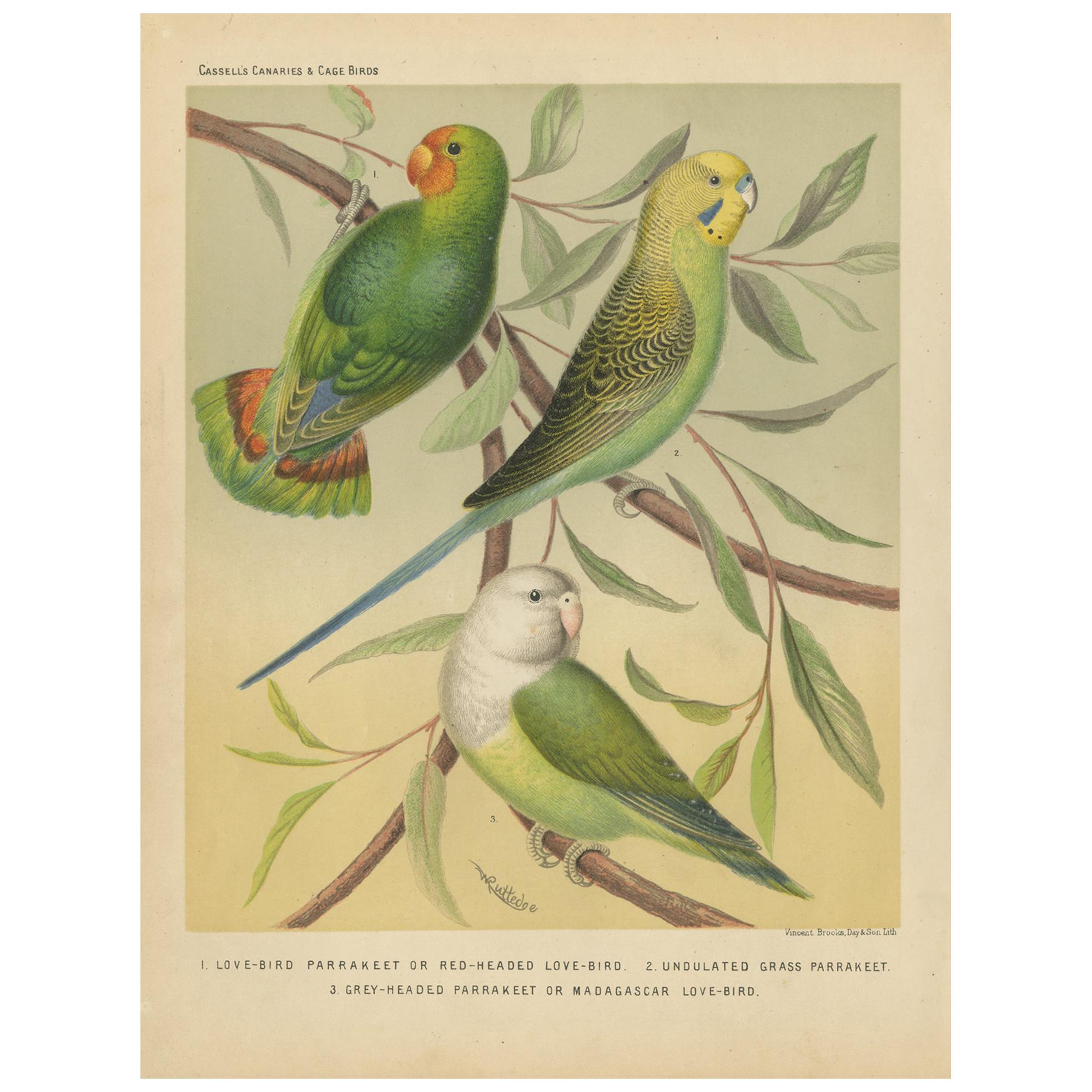 Antiker Vogeldruck mit roten Perlen, rot gefärbtem Love-Bird, gewelltem grauem Perlen und Parakeet