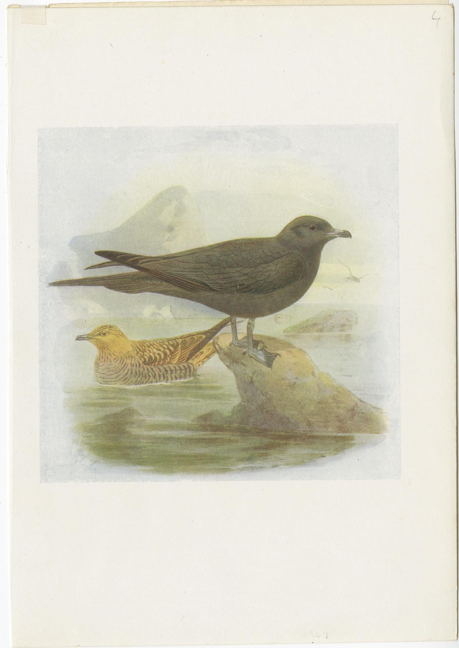 Antique Bird Print of Richardson's Skua. This print originates from 'Birds of Britain' by J. Lewis Bonhote. 

Artists and Engravers: J. Lewis Bonhote was an English ornithologist. Bonhote was born in London and educated at Harrow School and