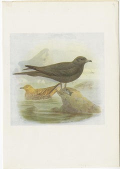 Stampa antica di uccelli di Richardson Skua, 1907