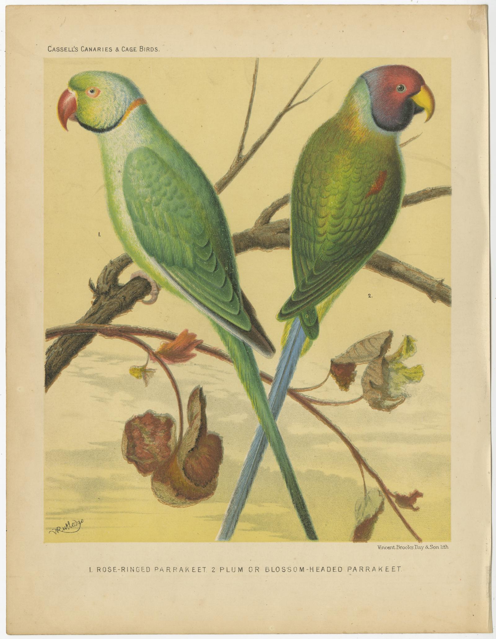 Antique bird print titled '1. Rose-Ringed Parrakeet. 2. Plum or Blossom-Headed Parrakeet.' Old bird print depicting the Rose-ringed parakeet (Psittacula krameri), also known as the Ring-necked Parakeet, The Blossom-Headed Parakeet (Psittacula