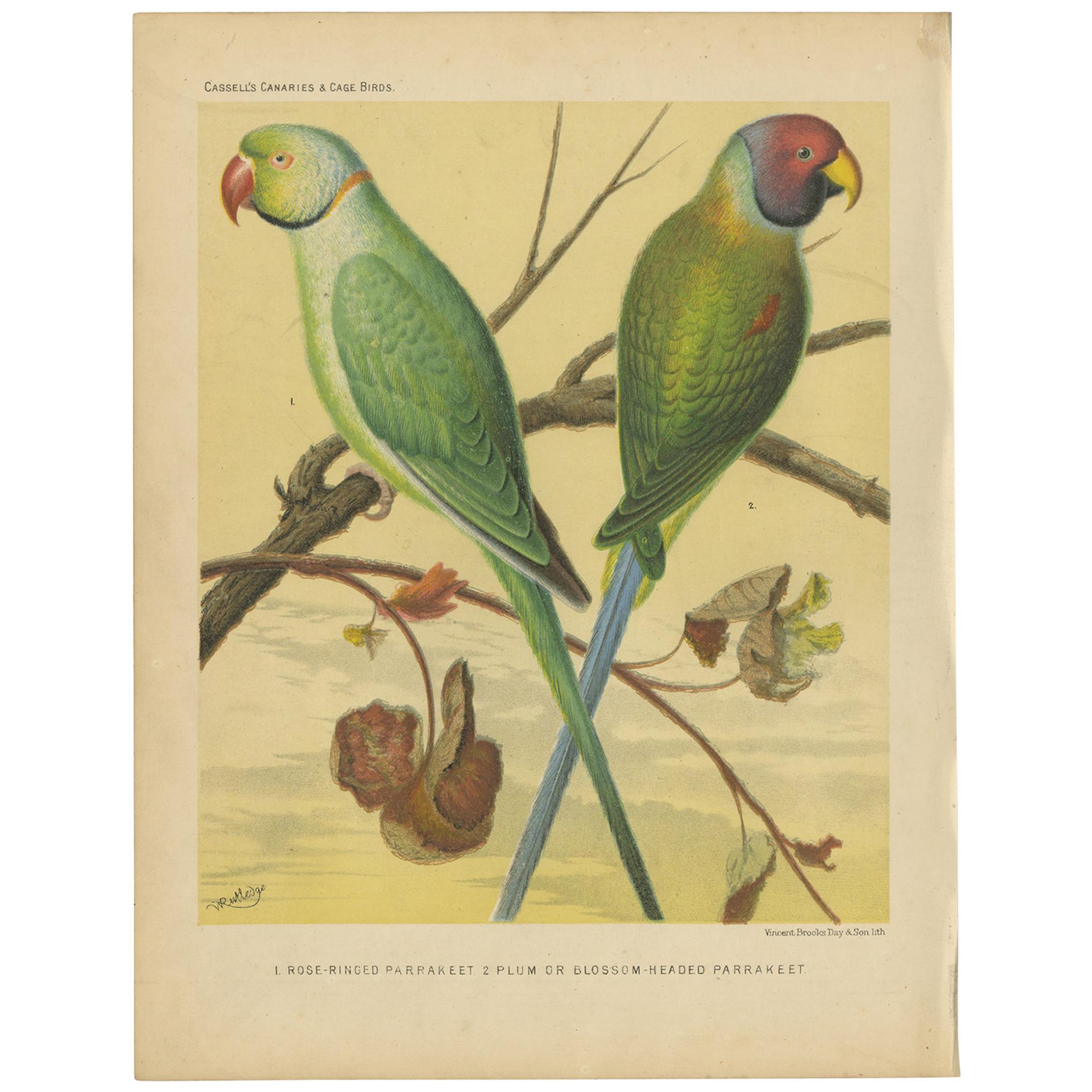 Antique Bird Print of Ring-Necked Parakeet and Blossom-Headed Parakeet