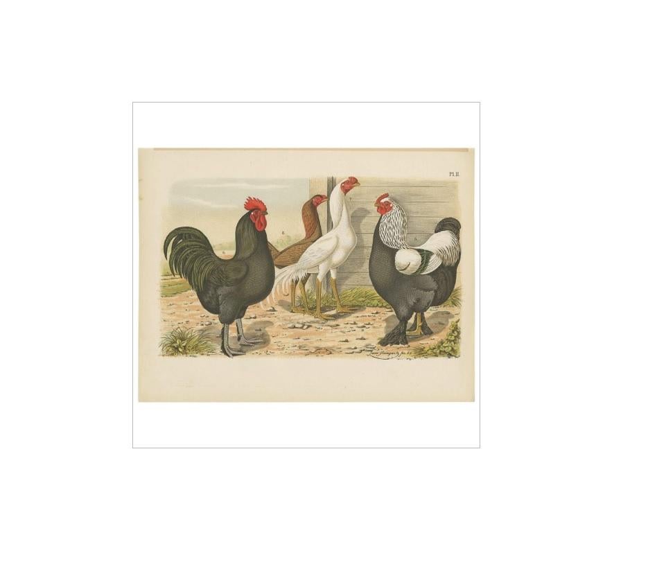 Antique bird print of various roosters and chickens. This print originates from 'De Vogelwereld. Handboek voor Liefhebbers van Kamer- en Parkvogels’ by A. Nuyens. Published by J.B. Wolters, 1886.