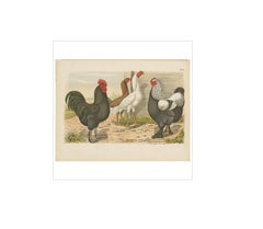 Antiker antiker Vogeldruck von verschiedenen Vögeln und Hühnern (1886)