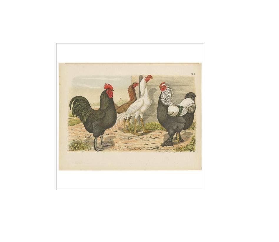 Antique Bird Print of various Roosters and Chickens (1886)