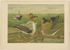 Antique Bird Print of Ruffs and Reeves in Breeding Plumage, 19th Century
