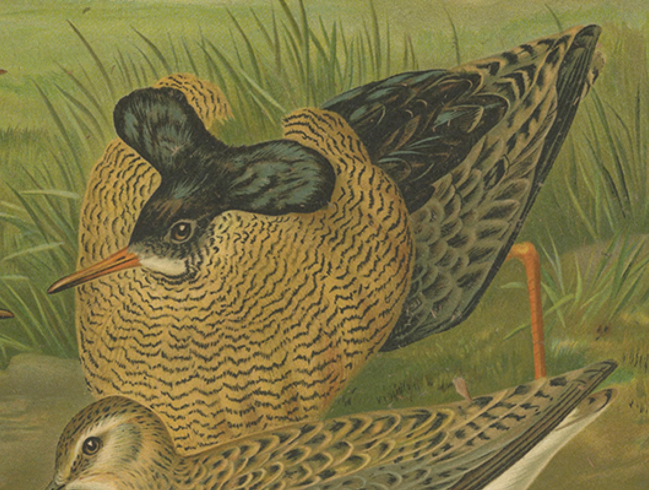 Antiker Vogeldruck von Kampfläufern und Reeves im Brutkleid, 19. (19. Jahrhundert) im Angebot
