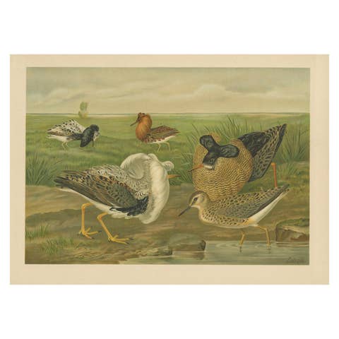 Antique Bird Print of Ruffs and Reeves in Breeding Plumage, 19th Century