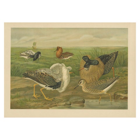 Antique Bird Print of Ruffs and Reeves in Breeding Plumage, 19th Century