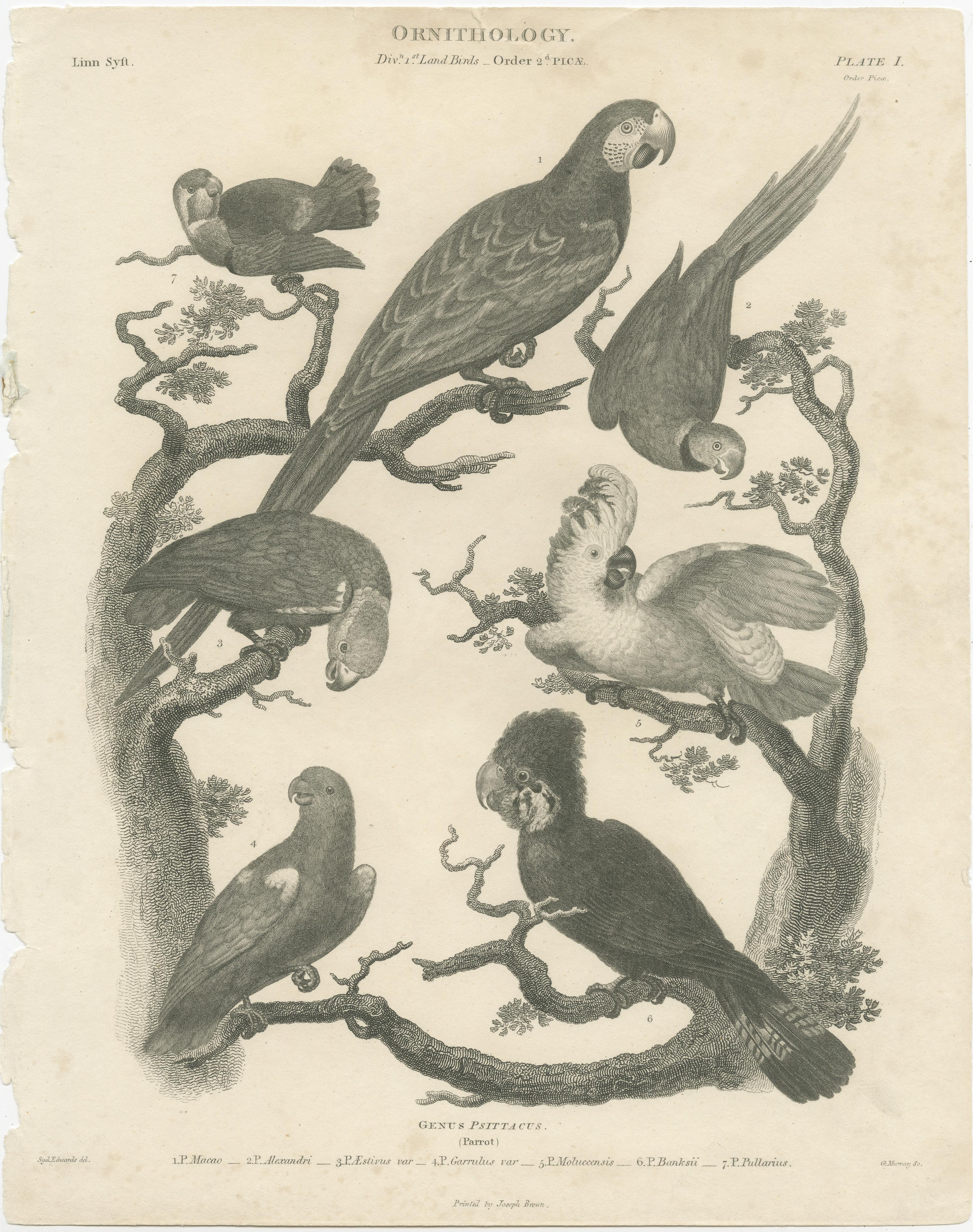 Original antique print. Part Ornithology. Plate I Divn. 1st. Land Birds, order 2d. Picae titled: Genus Psittacus (Parrot). It shows: 1. P. Macao, 2. P. Alexandri, 3. P. Aestivus, 4. P. Garrulus, 5. P. Moluccensis, 6. P. Banksii, 7. P. Pullarius.