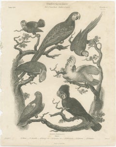 Antique Bird Print of Seven Parrots of the Order Psittaciformes