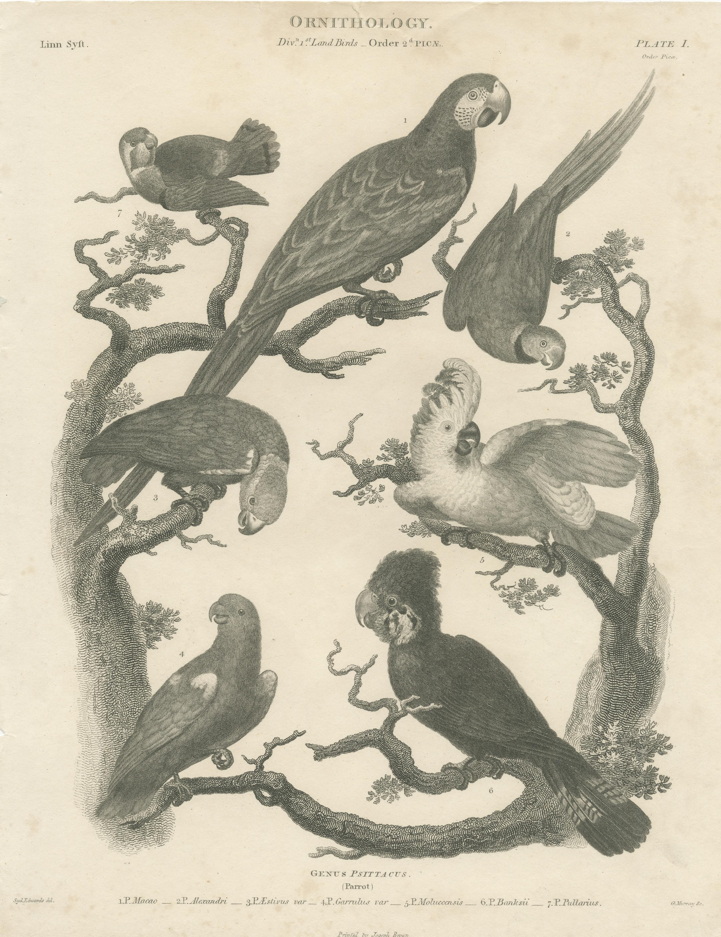 Antique Bird Print of Seven Parrots of the Order Psittaciformes In Fair Condition For Sale In Langweer, NL
