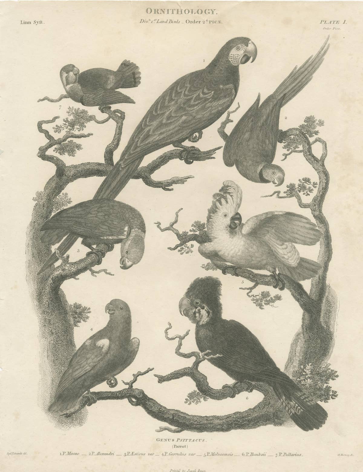 Antique Bird Print of Seven Parrots of the Order Psittaciformes