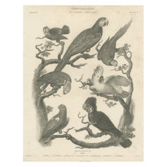 Impression ancienne d'oiseaux de sept perroquets de l'ordre Psittaciformes