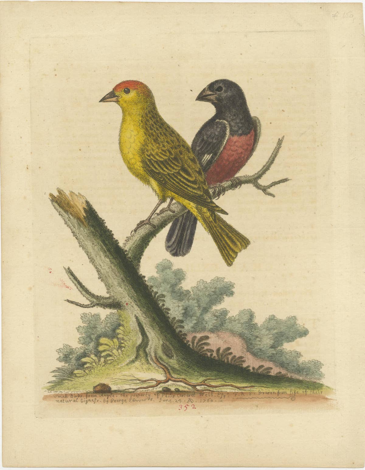 Antique Bird Print of Small Birds from Angola