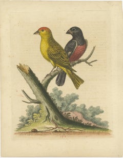 Antique Bird Print of Small Birds from Angola