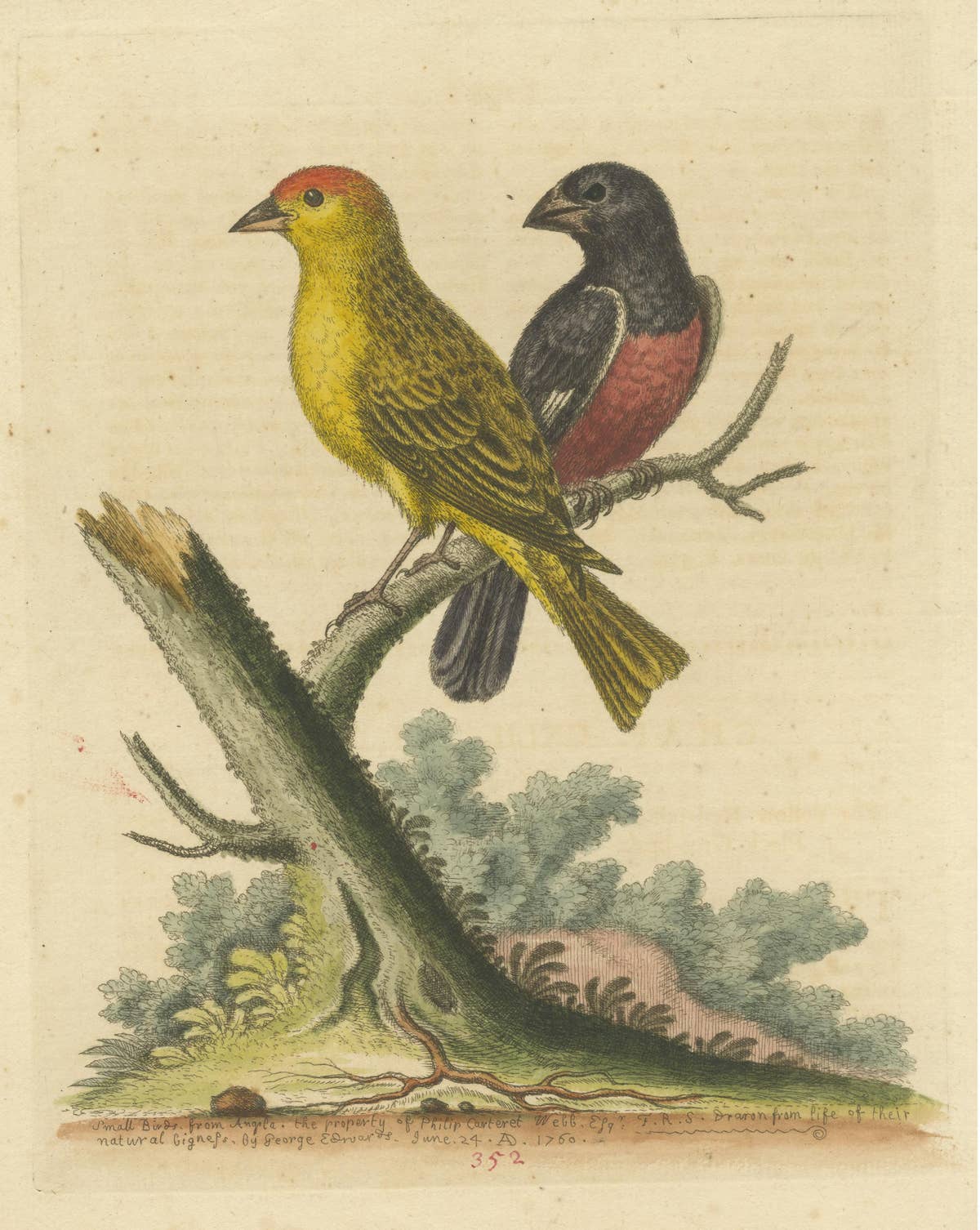 Antique Bird Print of Small Birds from Angola