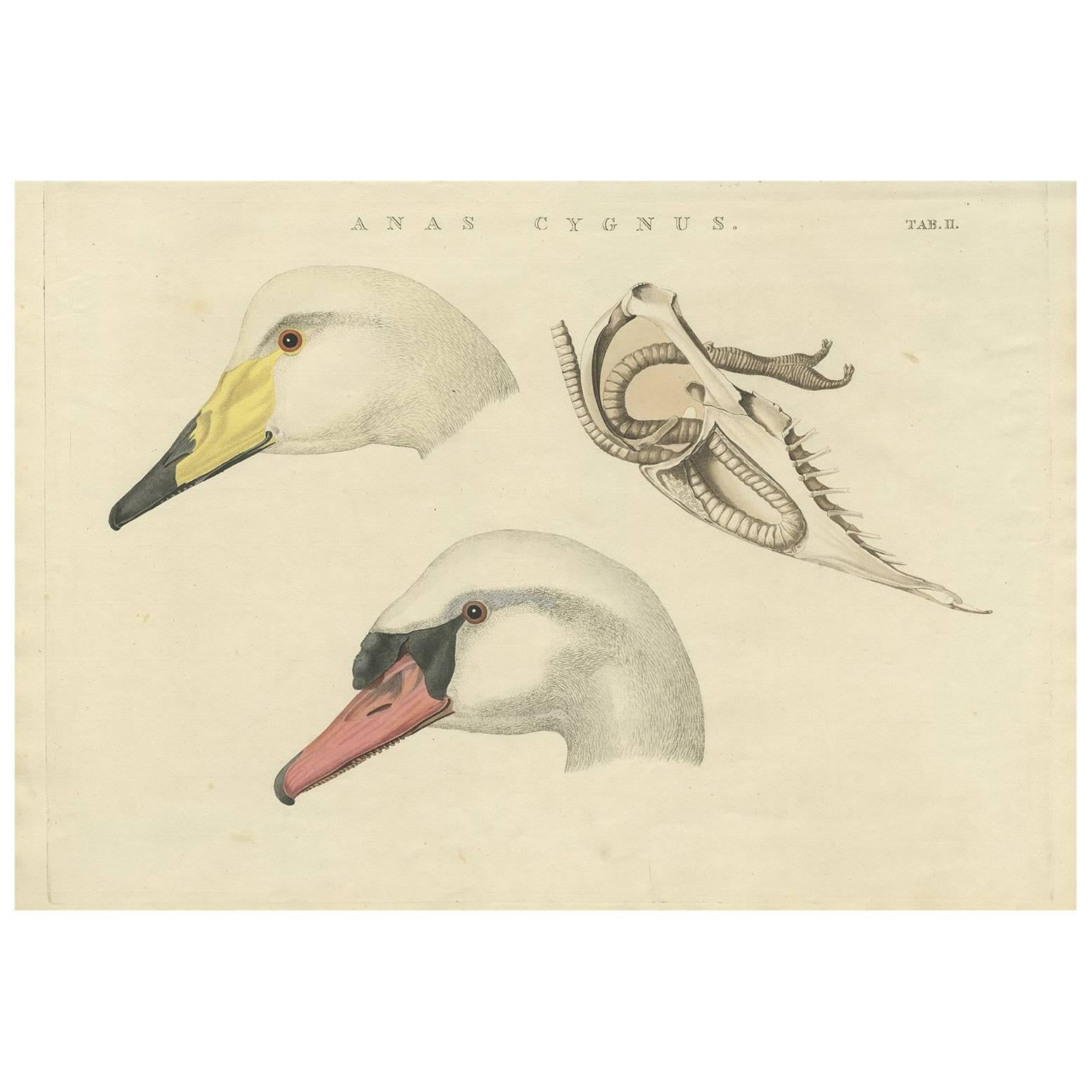 Antiker Vogeldruck eines Schwans „Tab. II“ von Sepp & Nozeman, 1829