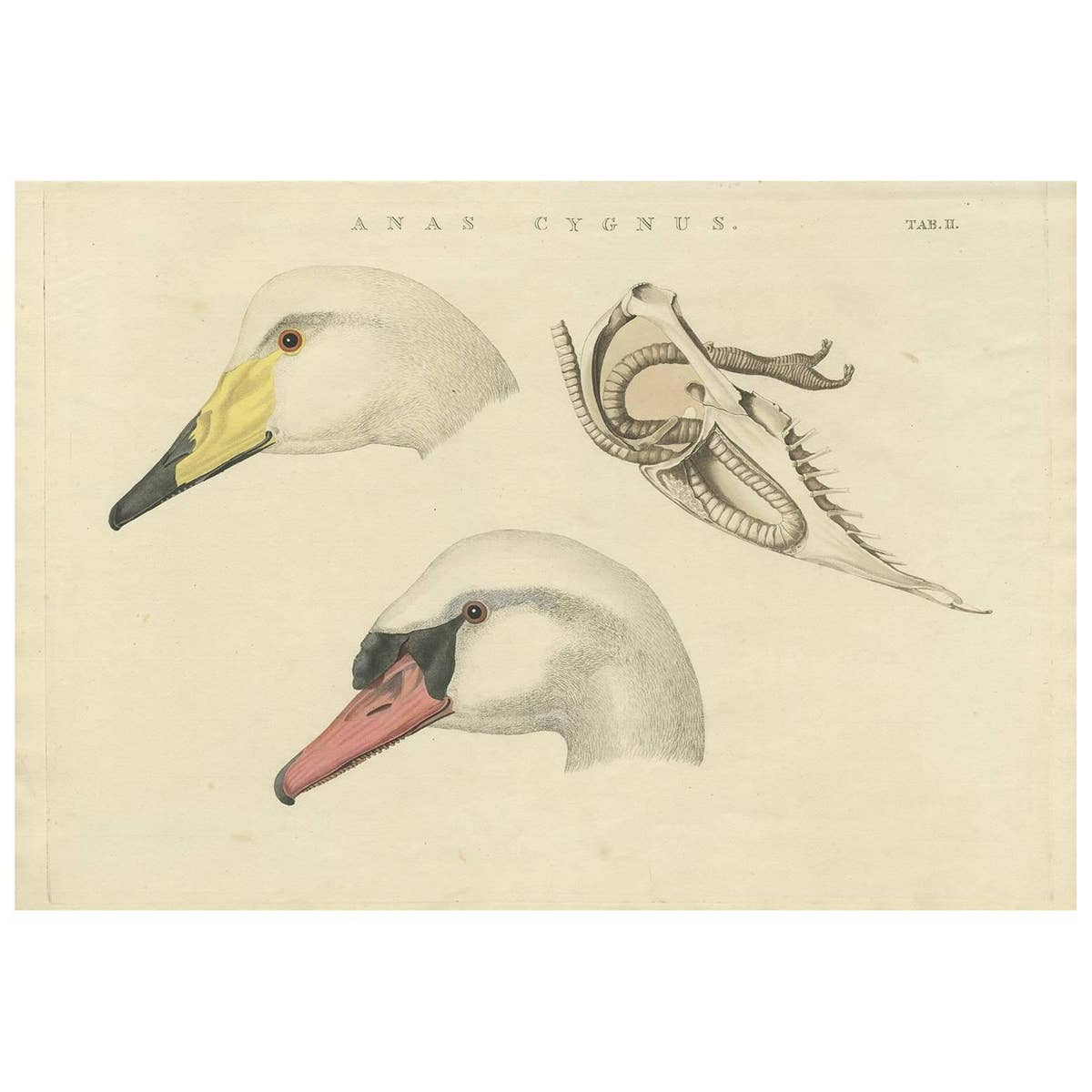 Antique Bird Print of a Swan ‘Tab. II’ by Sepp & Nozeman, 1829