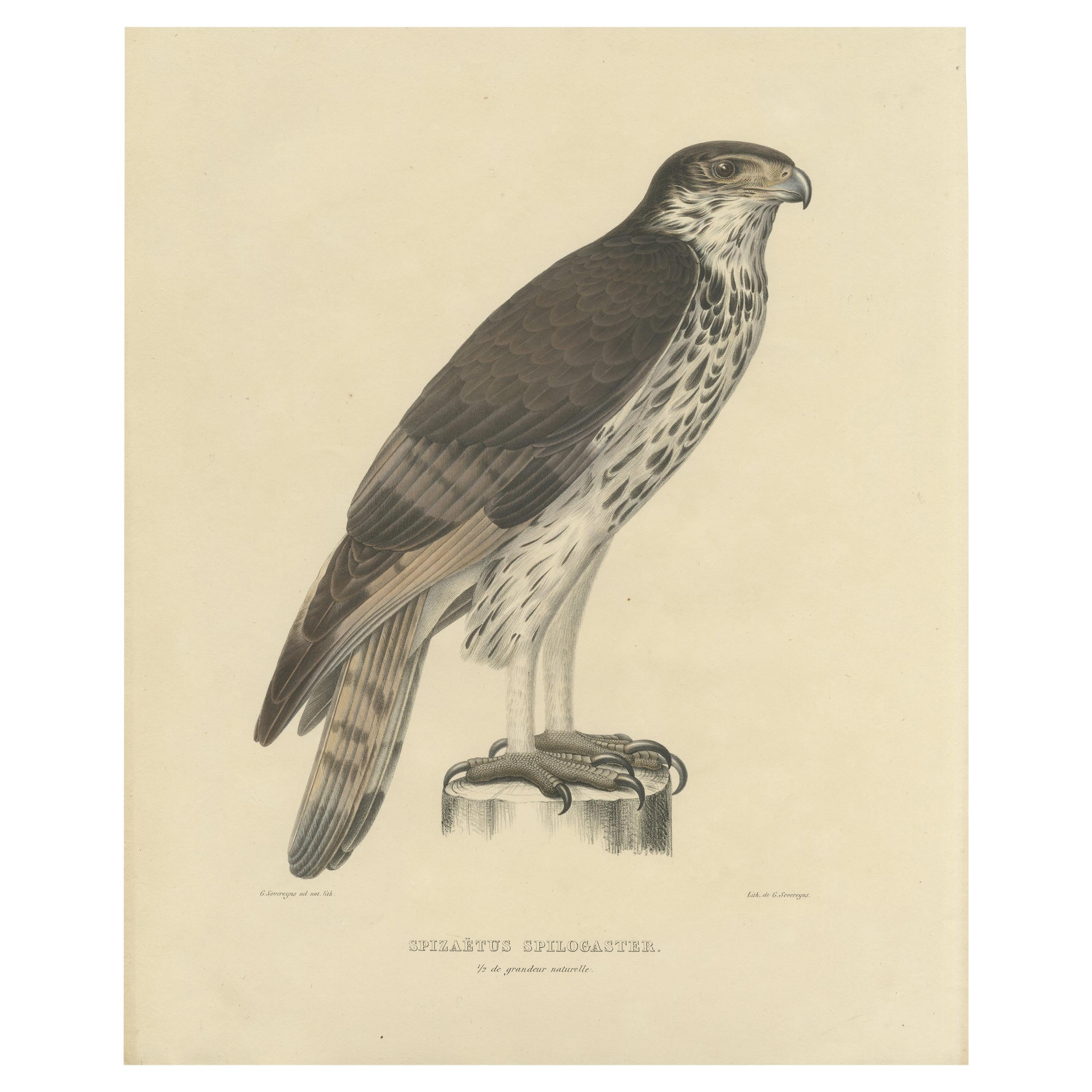 Impression ancienne d'oiseau Hawk-Eagle africain par Severeyns  'c.1850'