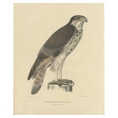 Grabado antiguo de águila halcón africana por Severeyns  'c.1850'