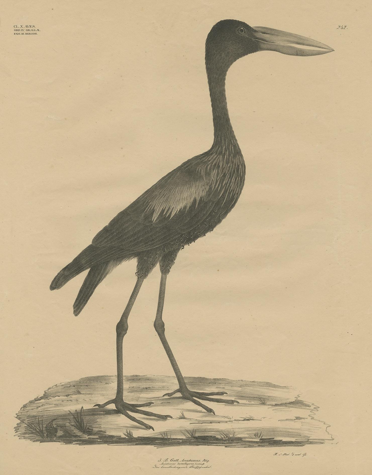 Antique bird print titled 'Gatt Anostomus'. Large lithograph of the African openbill, a species of stork in the family Ciconiidae. It is native to large parts of Sub-Saharan Africa.

This print originates from 'Naturalist Atlas' by Georg August