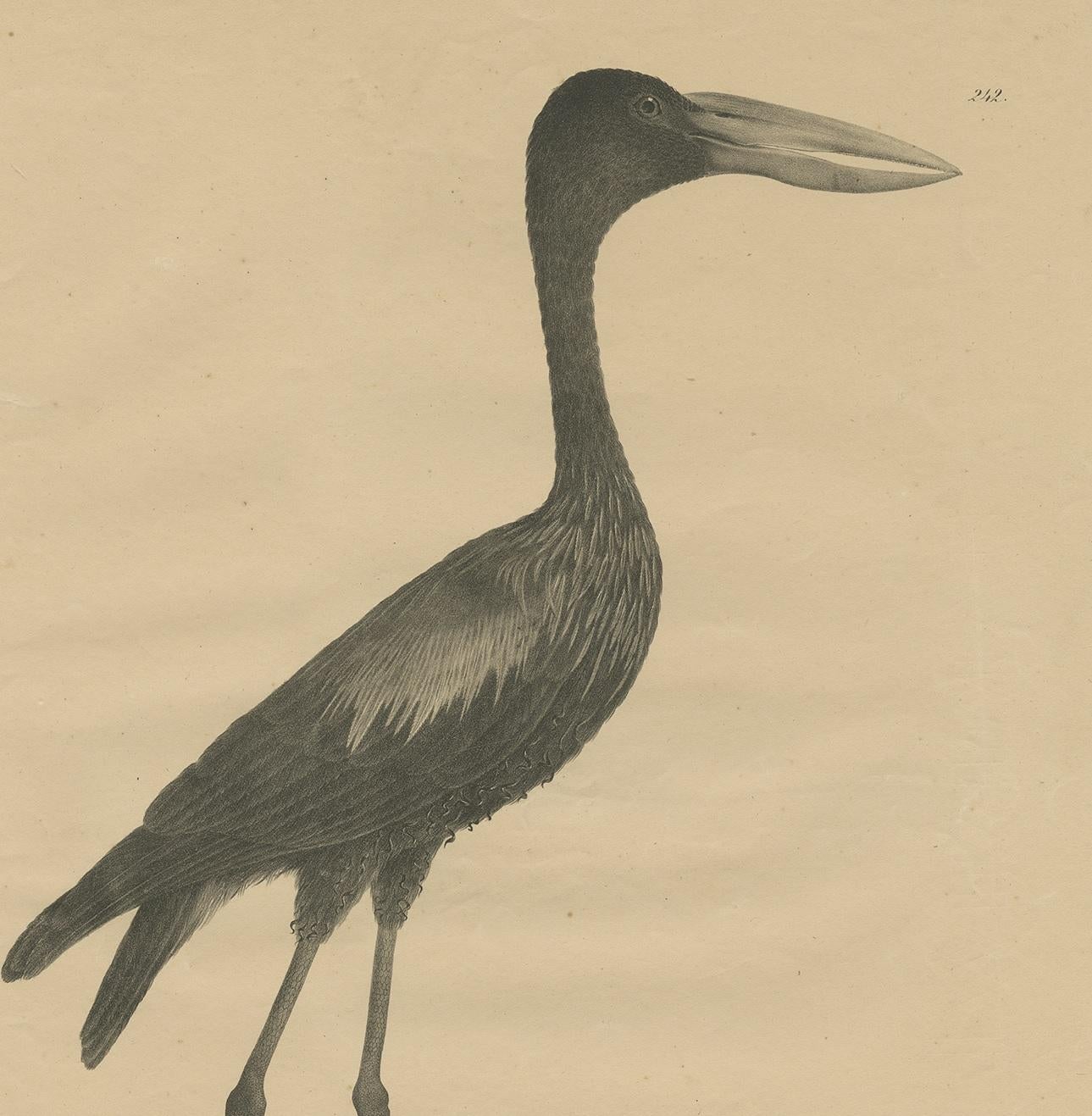 Antique Bird Print of the African Openbill by Goldfuss, circa 1824 In Fair Condition For Sale In Langweer, NL