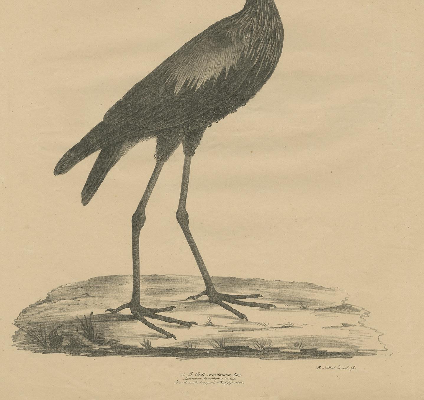 19th Century Antique Bird Print of the African Openbill by Goldfuss, circa 1824 For Sale