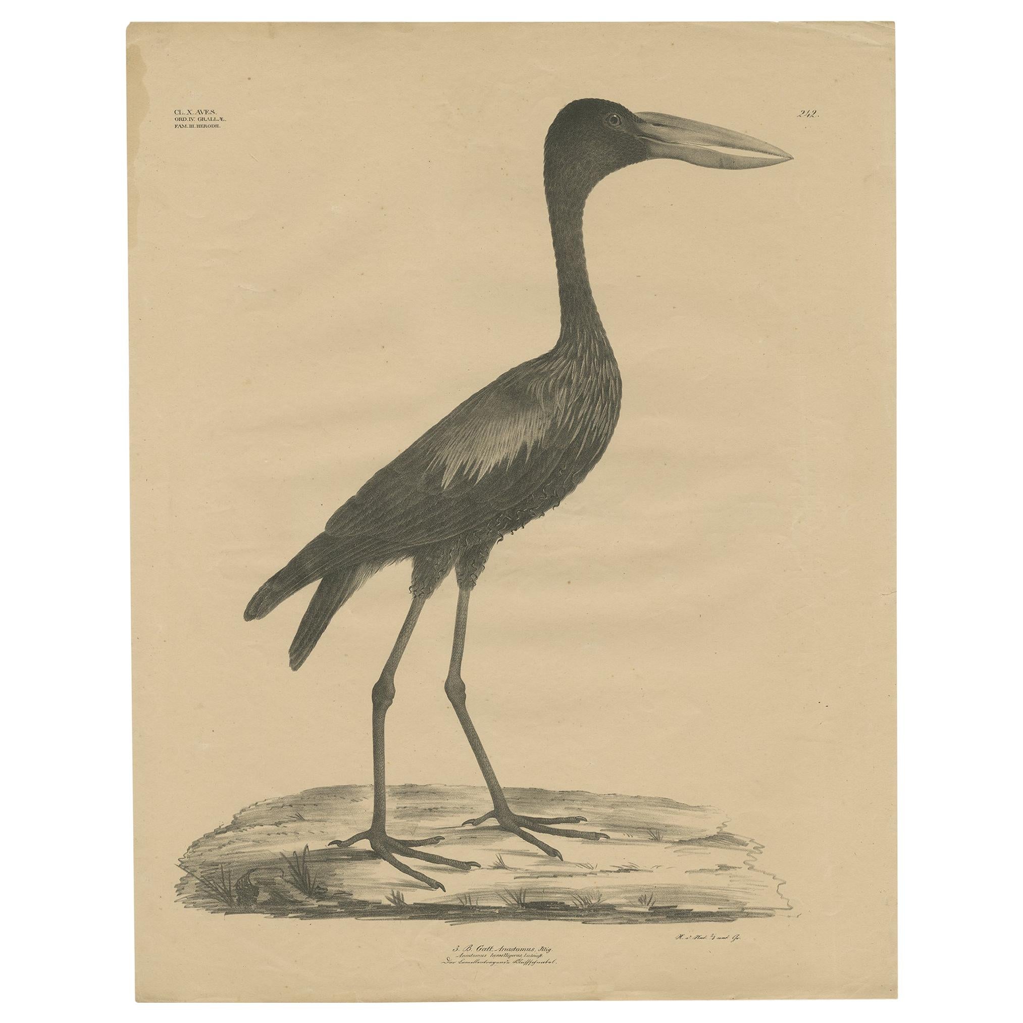 Antique Bird Print of the African Openbill by Goldfuss, circa 1824 For Sale