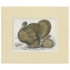 Vintage Bird Print of the American Bronze Turkey, circa 1910