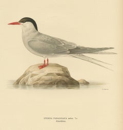 Antique Bird Print of the Arctic Tern by Von Wright, 1927