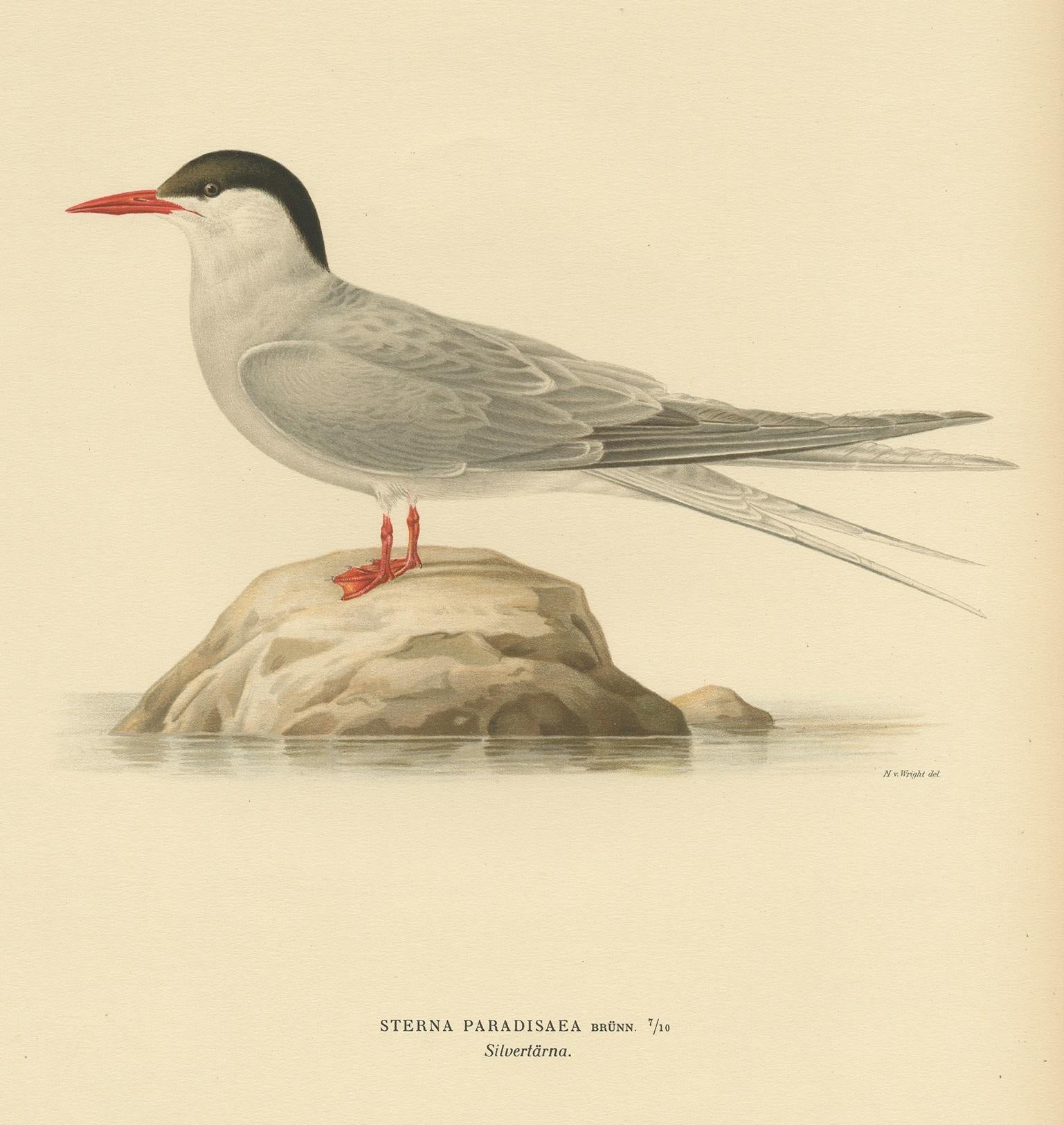 Antique Bird Print of the Arctic Tern by Von Wright, 1927 In Good Condition For Sale In Langweer, NL