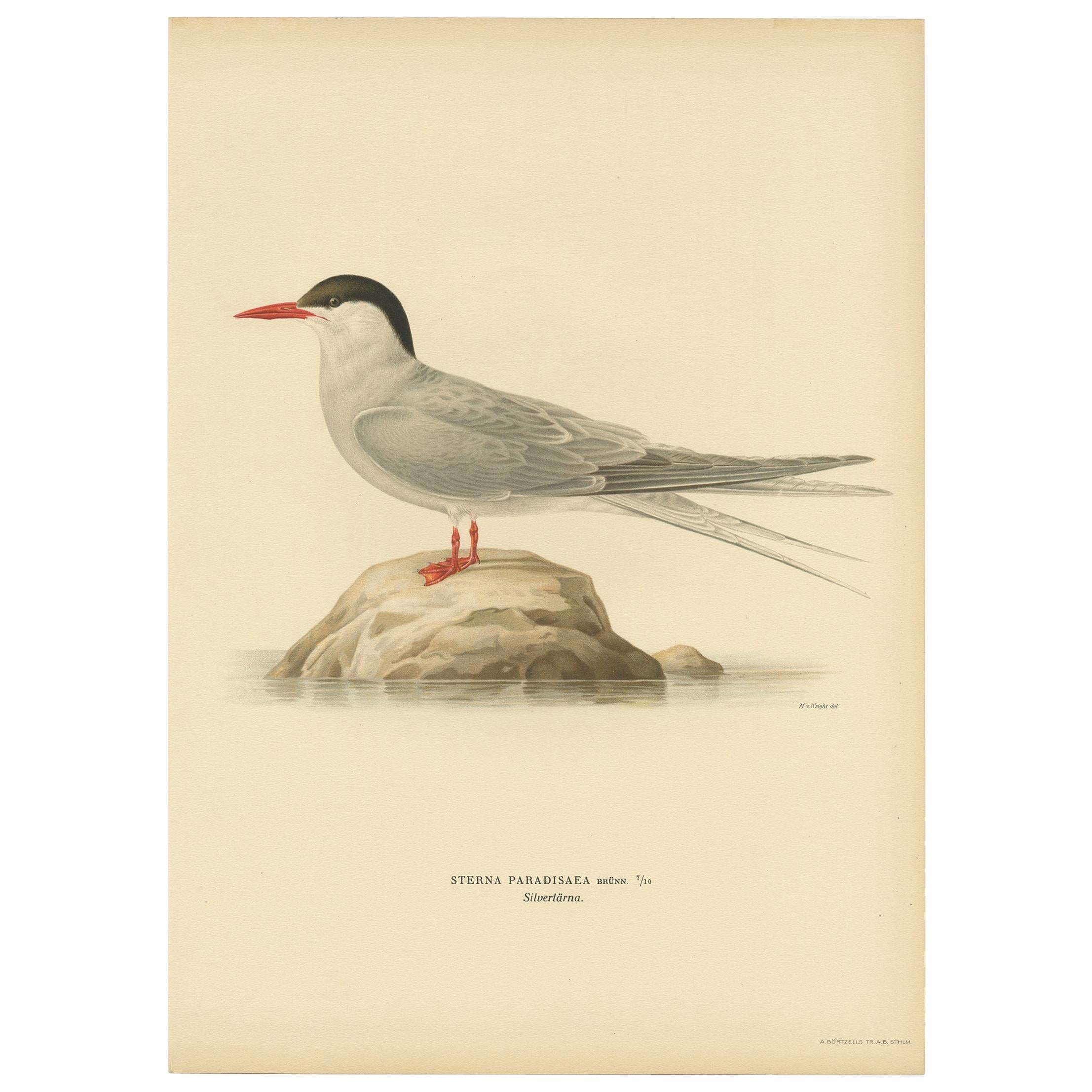 Grabado antiguo de aves del charrán ártico por Von Wright, 1927