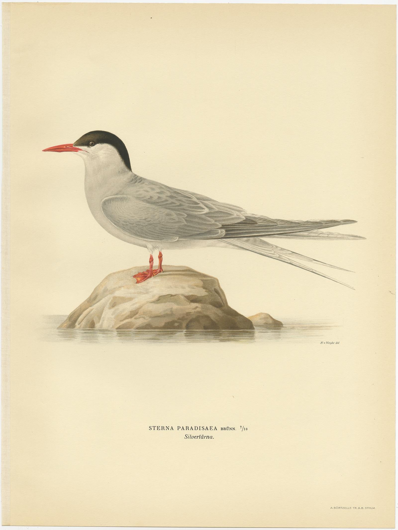 Antique bird print titled 'Sterna paradisaea'. Old bird print depicting the Arctic Tern. This print originates from 'Svenska Foglar Efter Naturen Och Pa Stenritade' by Magnus von Wright.