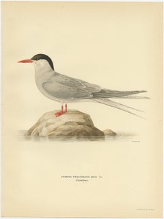 Antique Bird Print of the Arctic Tern by Von Wright, 1929