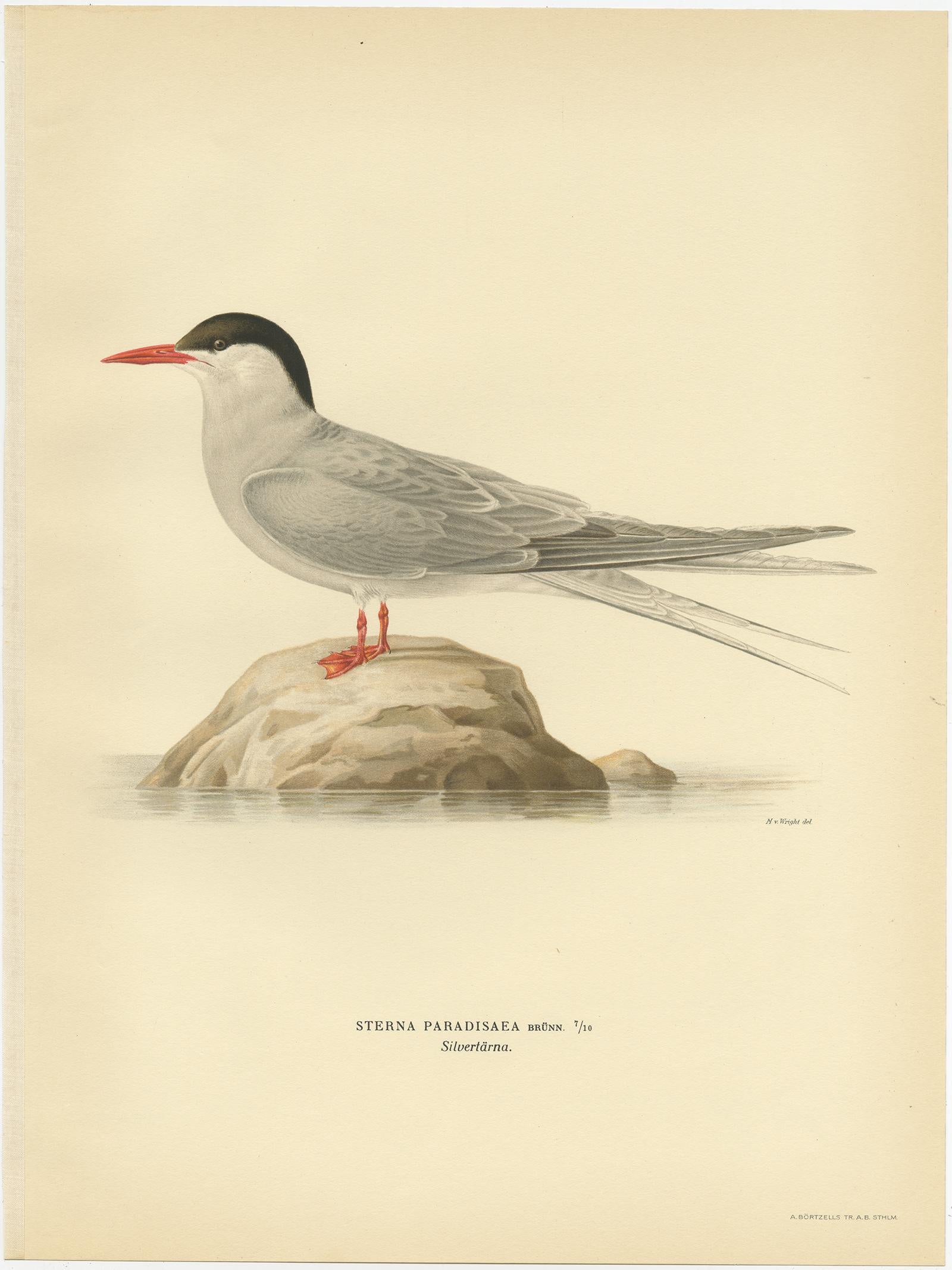 20th Century Antique Bird Print of the Arctic Tern by Von Wright, 1929 For Sale