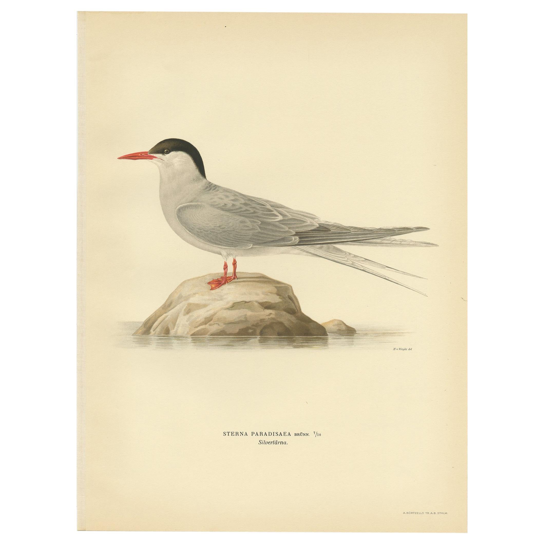 Antique Bird Print of the Arctic Tern by Von Wright, 1929 For Sale