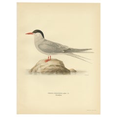Grabado antiguo de aves del charrán ártico por Von Wright, 1929
