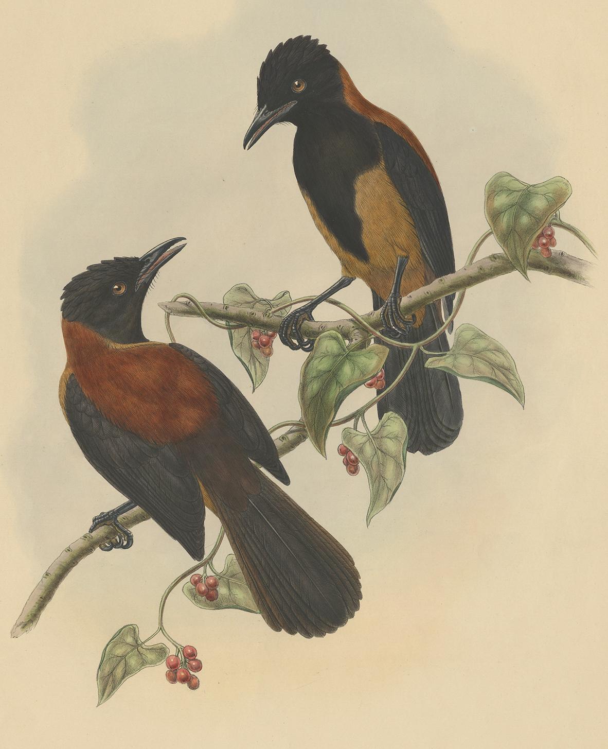 Antique print titled 'Rectes Aruensis'. This print originates from John Gould's Birds of New Guinea. Original text page included.