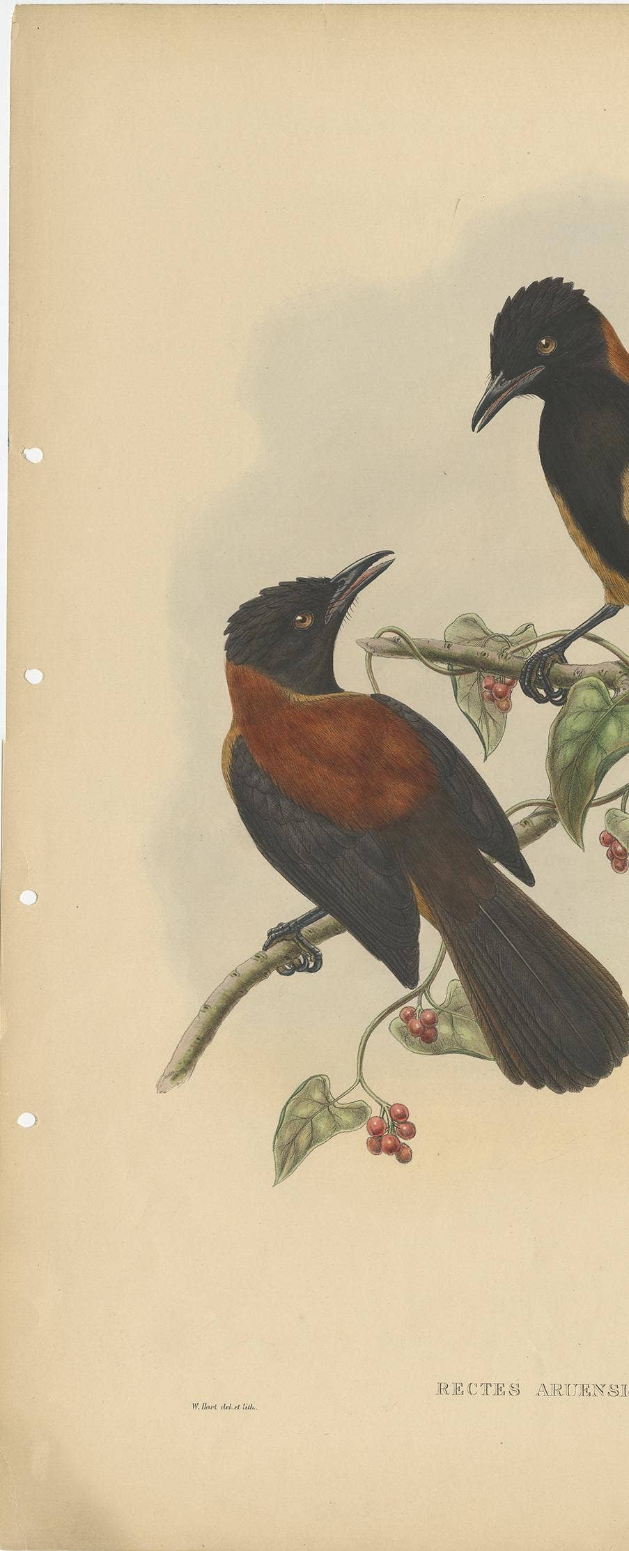 Antique Bird Print of the Aru-Island Wood-Shrike by J. Gould, circa 1875